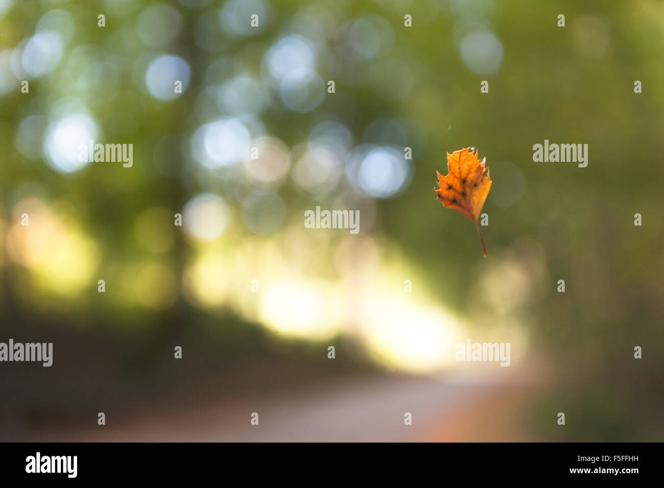 One autumn leaf falling with bokeh background Stock Photo