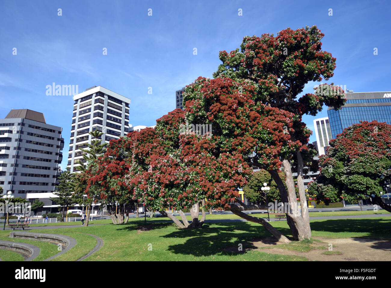 New Zealand Christmas tree or Pohutukawa, Metrosideros excelsa, endemic to New Zealand, Wellington, North Island, New Zealand Stock Photo