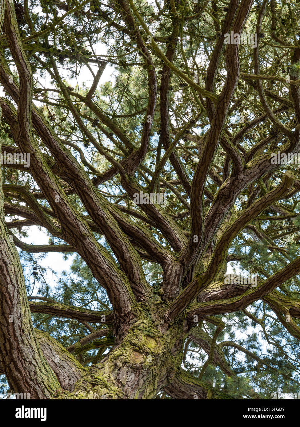 Looking up into the branches of a tree. Stock Photo