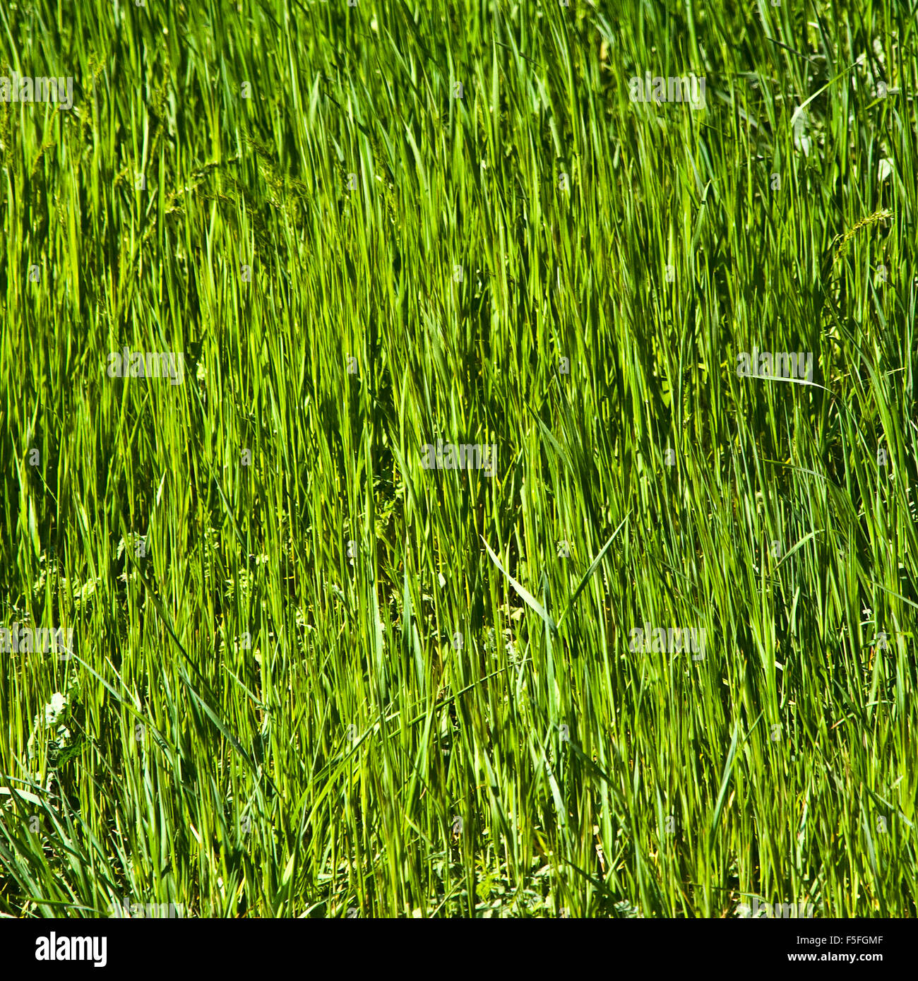 Wallpaper green grass hi-res stock photography and images - Alamy