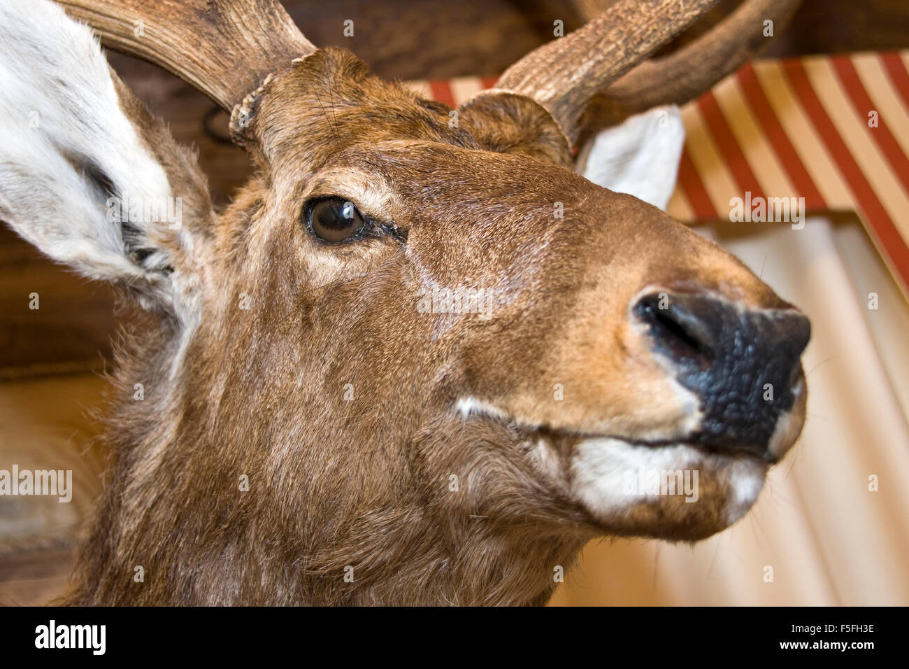 Deer. Stuffed animal Stock Photo