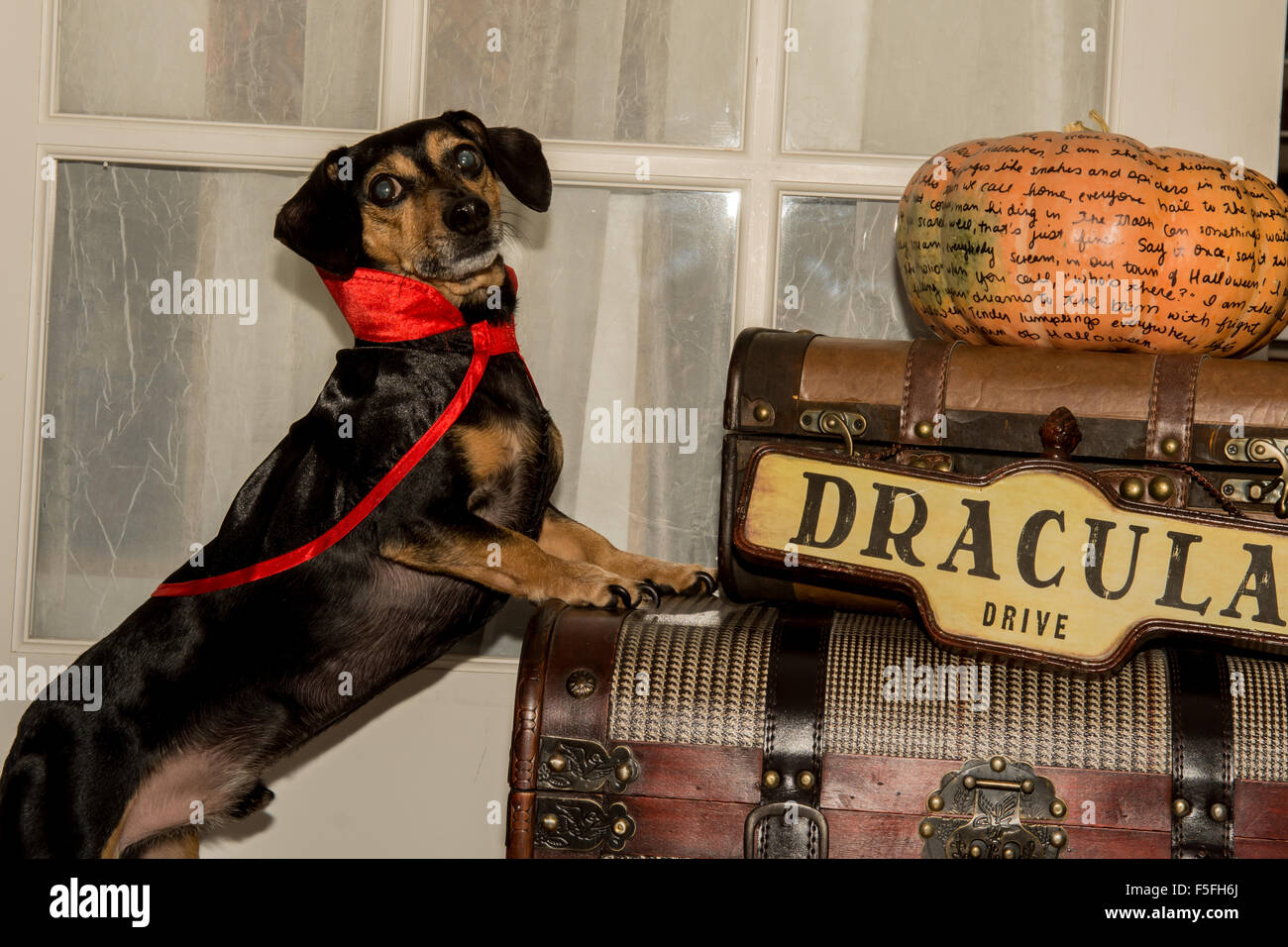 Vampire dog hires stock photography and images Alamy