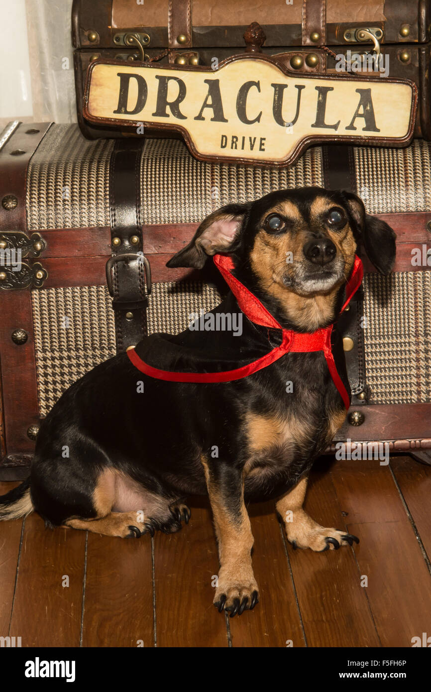 Vampire Dog Stock Photo Alamy