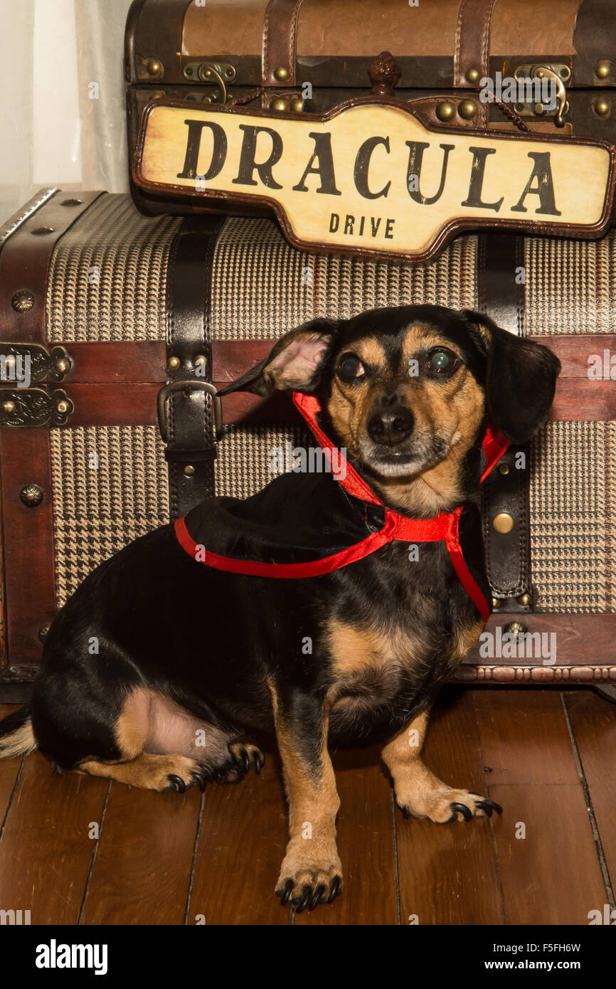 Vampire dog hires stock photography and images Alamy