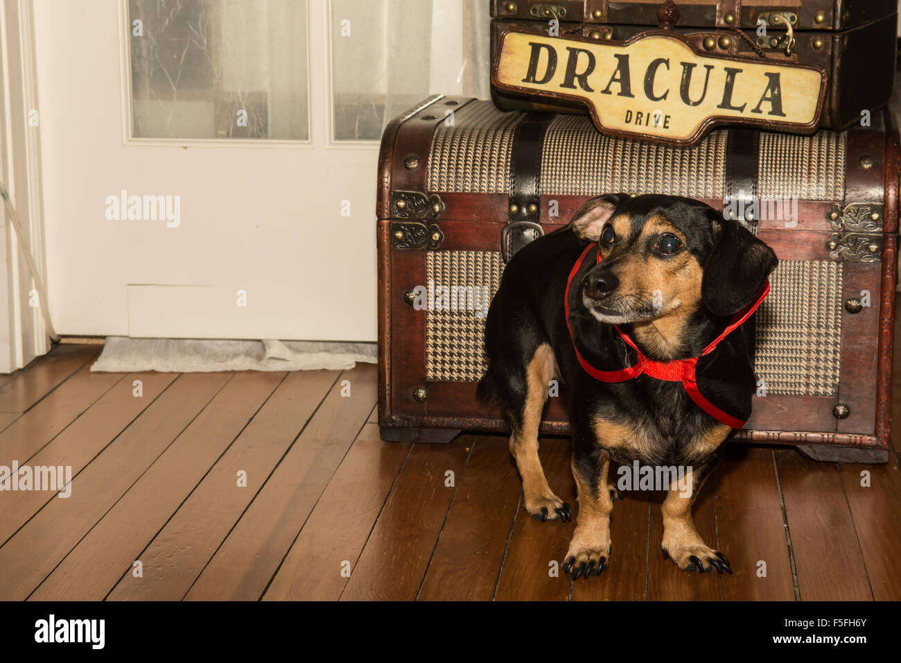 Vampire dog hires stock photography and images Alamy