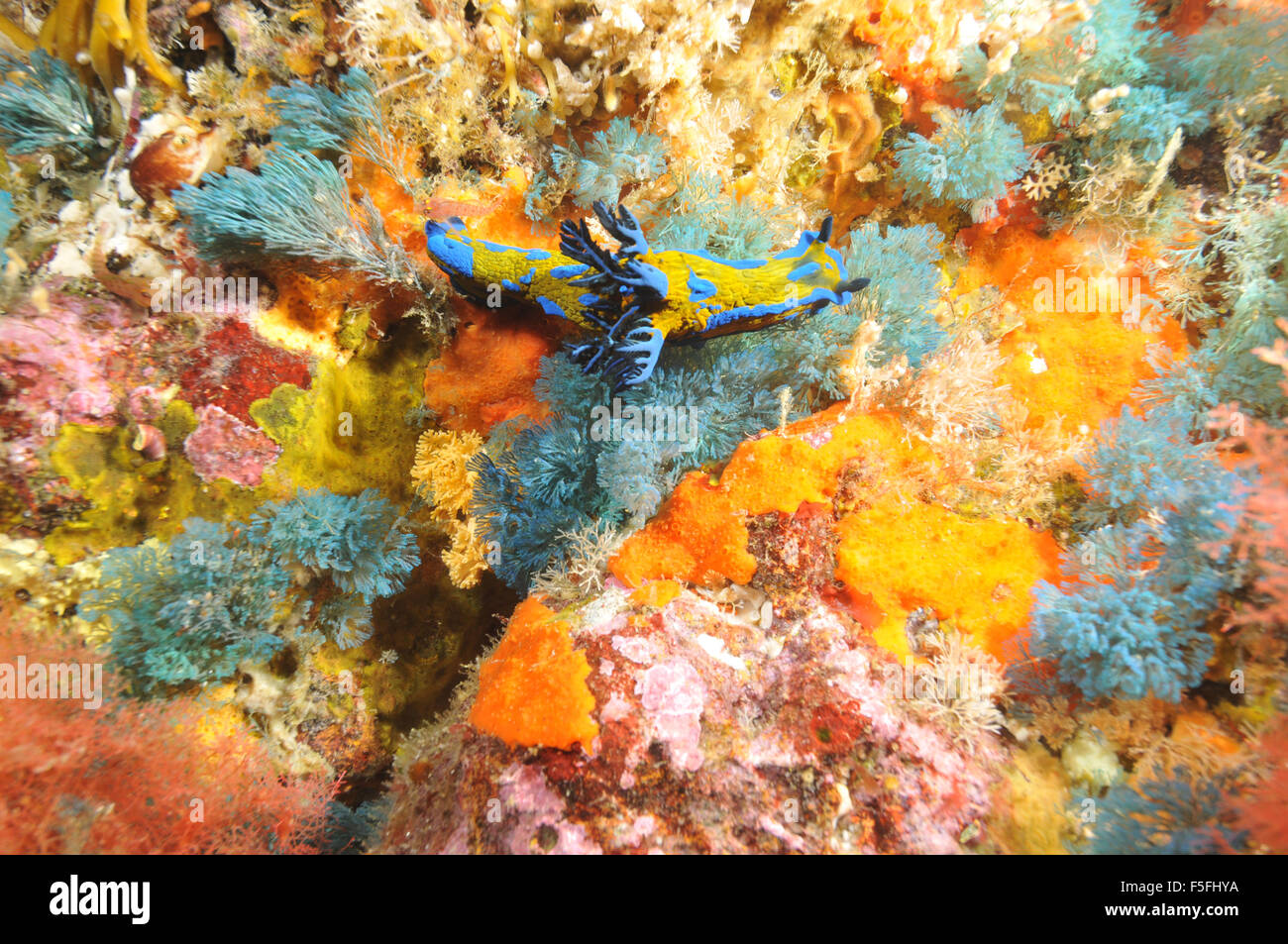 Verco's nudibranch, Tambja verconis, in a colorful rocky wall of sponges, ascidians and coral, Poor Knights Islands Nature Reser Stock Photo