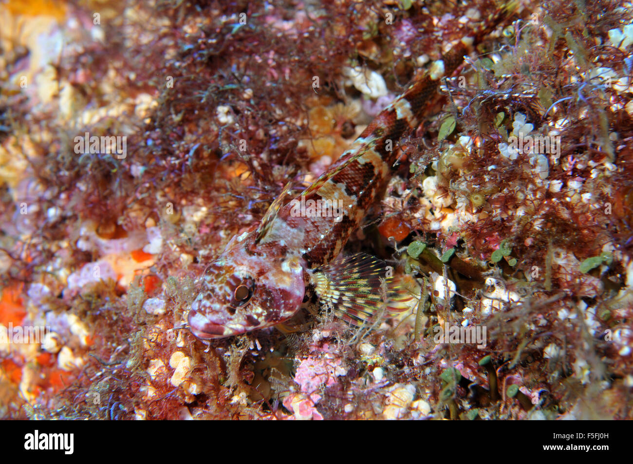 Scaly-headed triplefin, Karalepis stewarti, endemic to New Zealand, Poor Knights Islands Nature Reserve, New Zealand Stock Photo