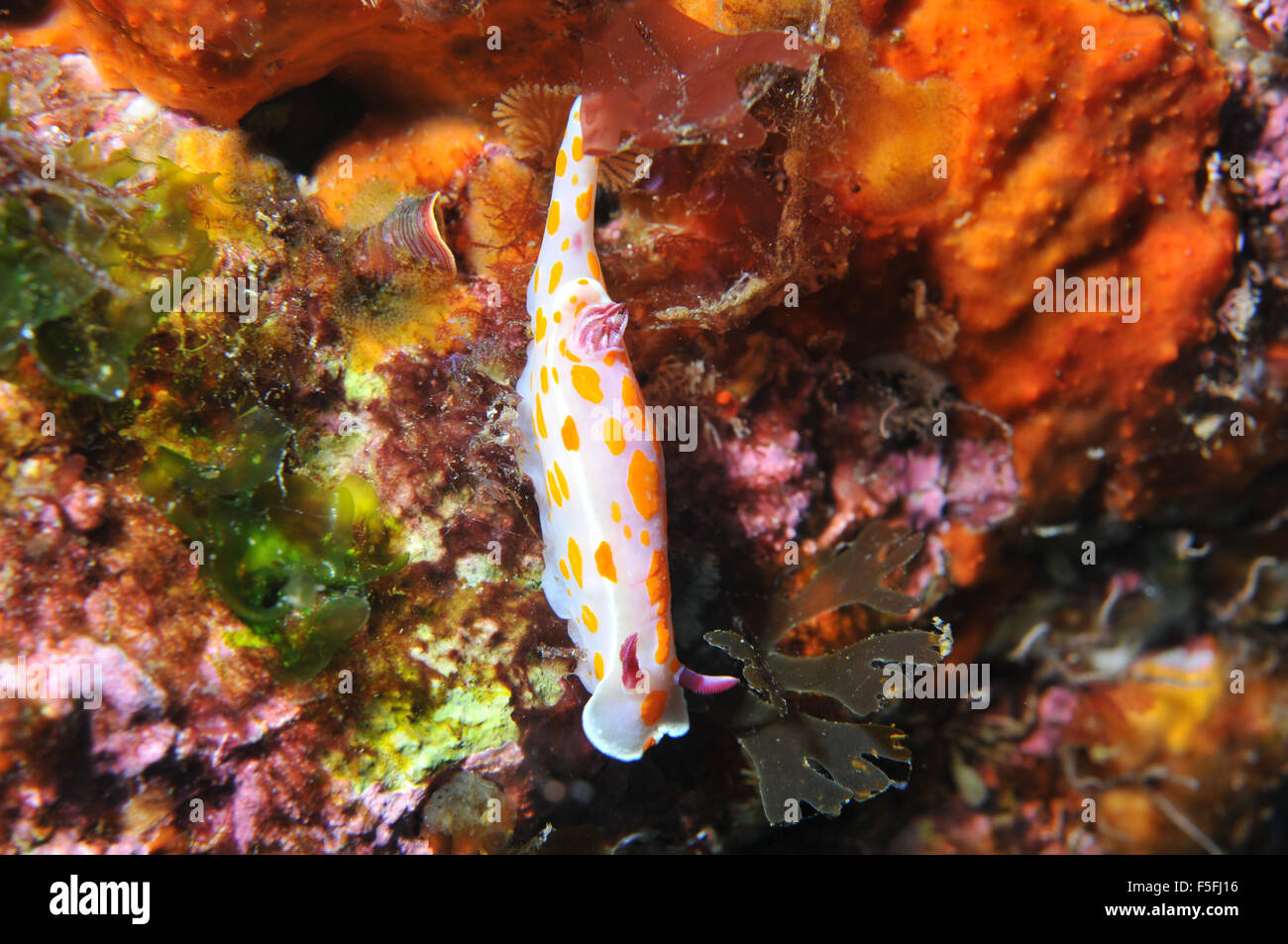 Clown nudibranch, Ceratosoma ameonum, in a colorful rocky wall of