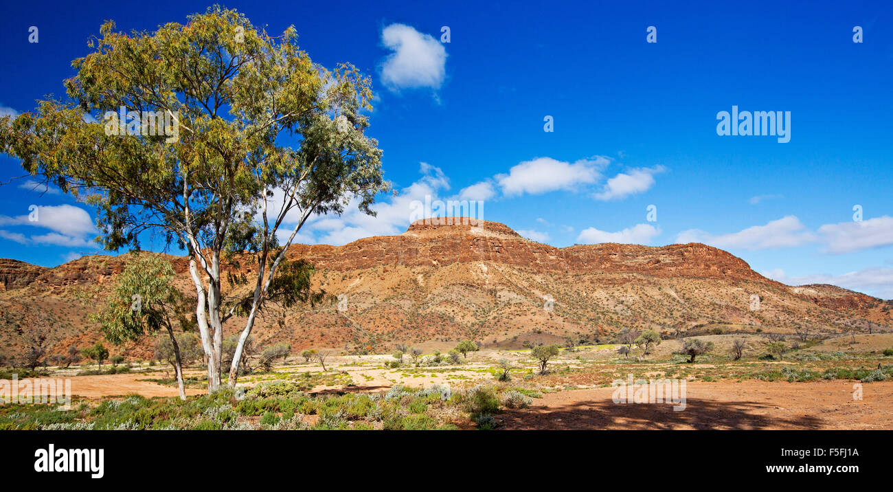 Spectacular panoramic Australian outback landscape in Flinders Ranges with red stony hills rising into blue sky at Mount Chambers gorge SA Stock Photo