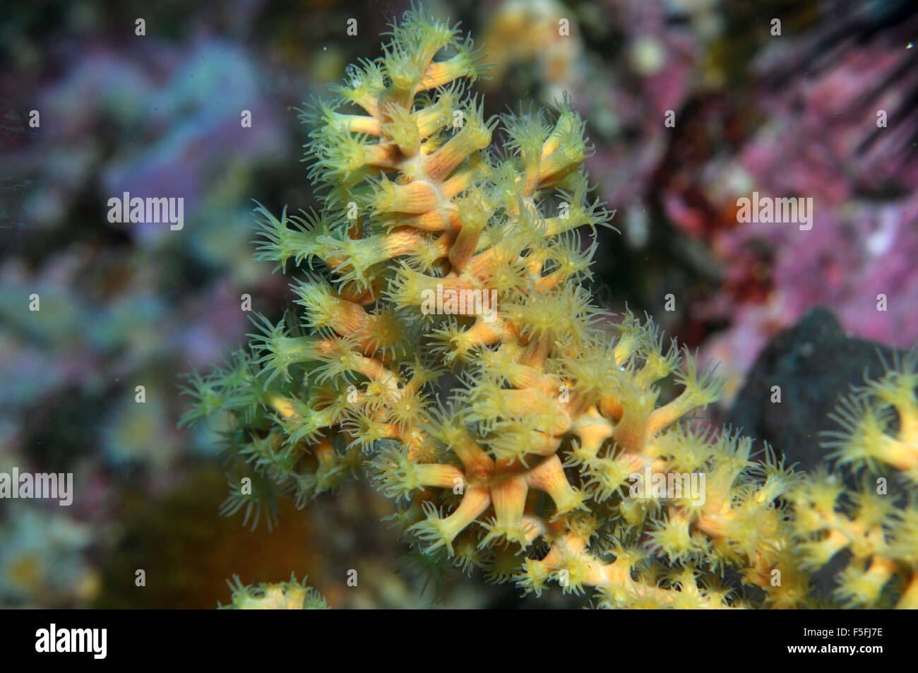 Yellow anthozoans, Poor Knights Islands Nature Reserve, Bay of Islands, New Zealand Stock Photo