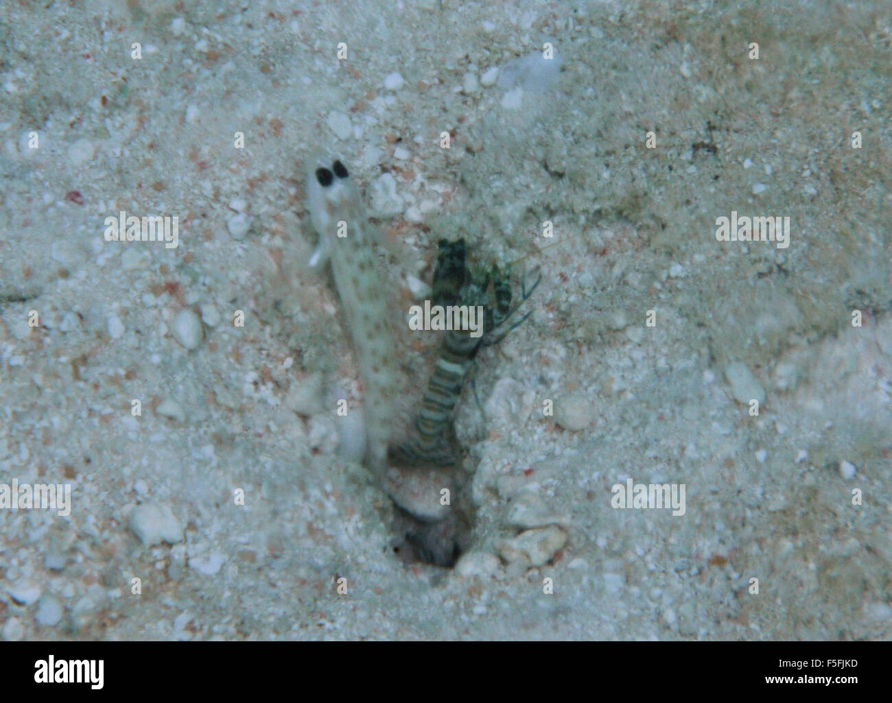 Sand shrimpgoby, Ctenogobiops feroculus, and shrimp, Alpheus sp., Nukuione islet, Uvea or Wallis Island, Wallis and Futuna Stock Photo