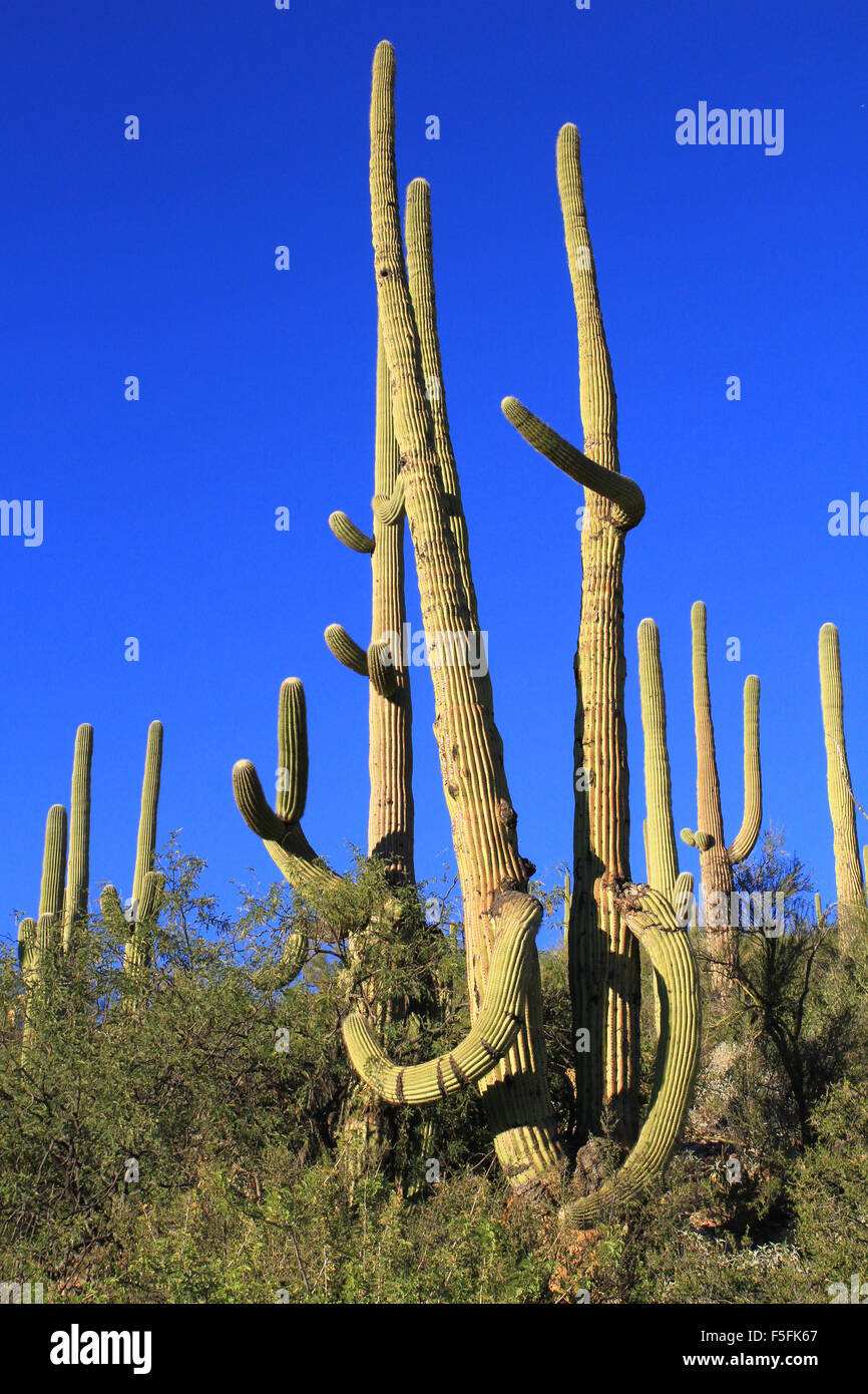 Saguaro cactus within desert in the region of Sabino Canyon in Tucson, Arizona Stock Photo