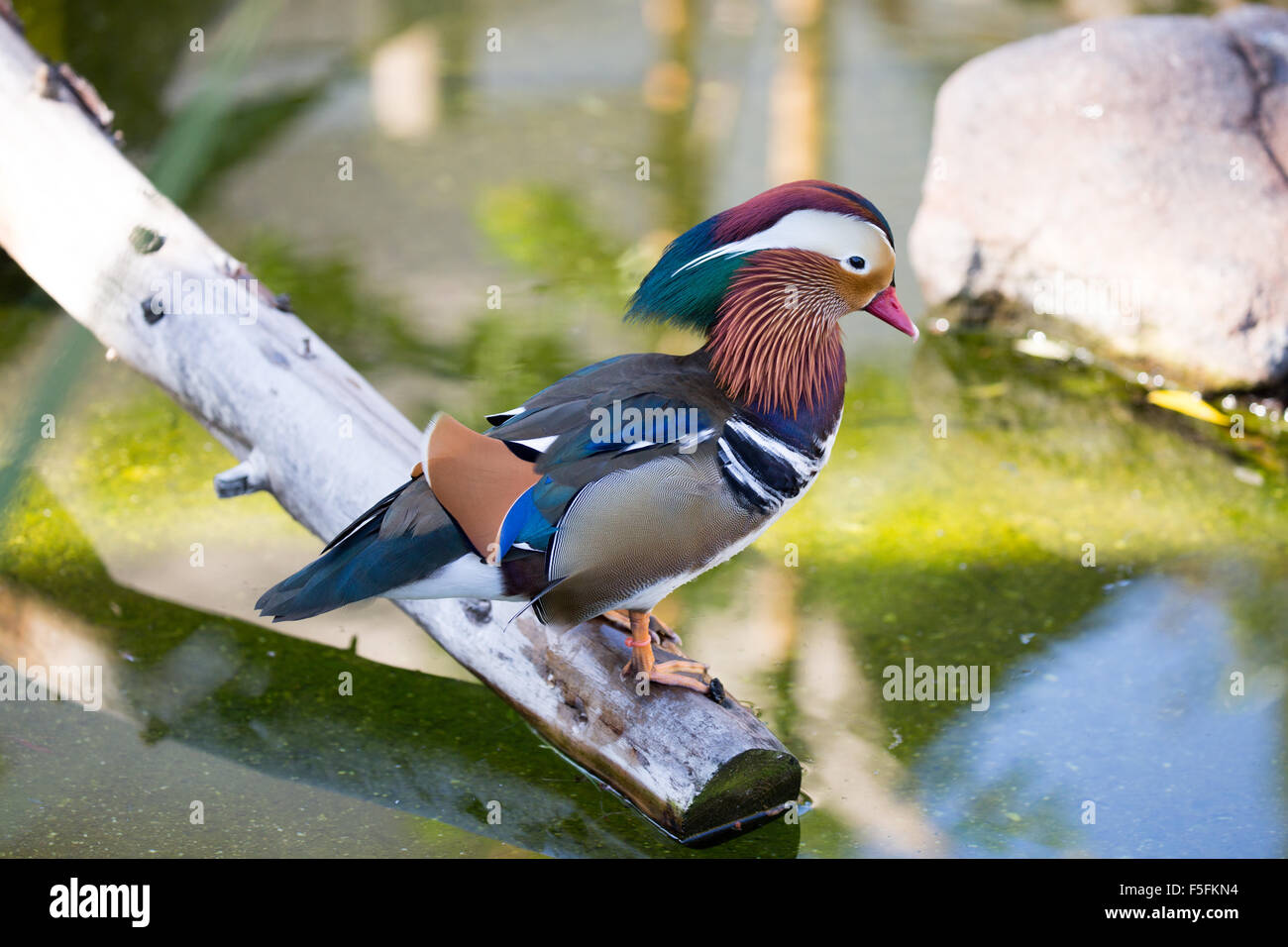 Mandarin Duck (Aix galericulata), Male Stock Photo