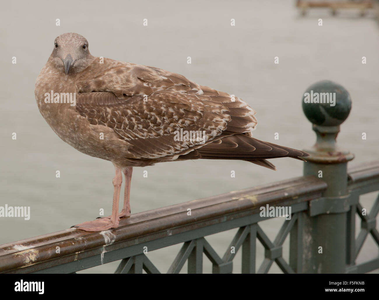 American Herring Gull, Juvenile Stock Photo Alamy