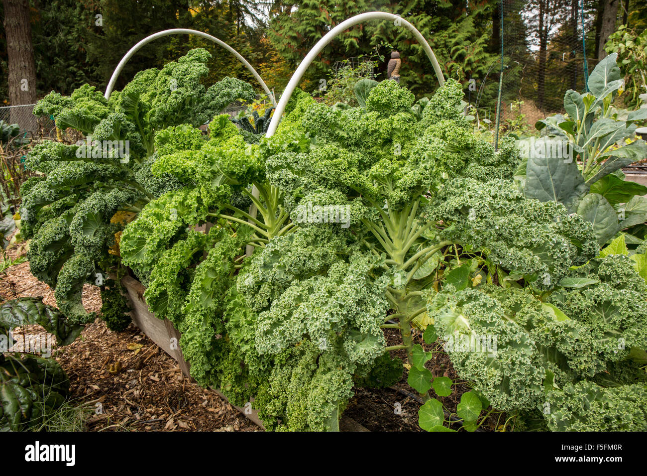 Curly (or curlyleaved, Scots, blue curled) Kale growing in a raised