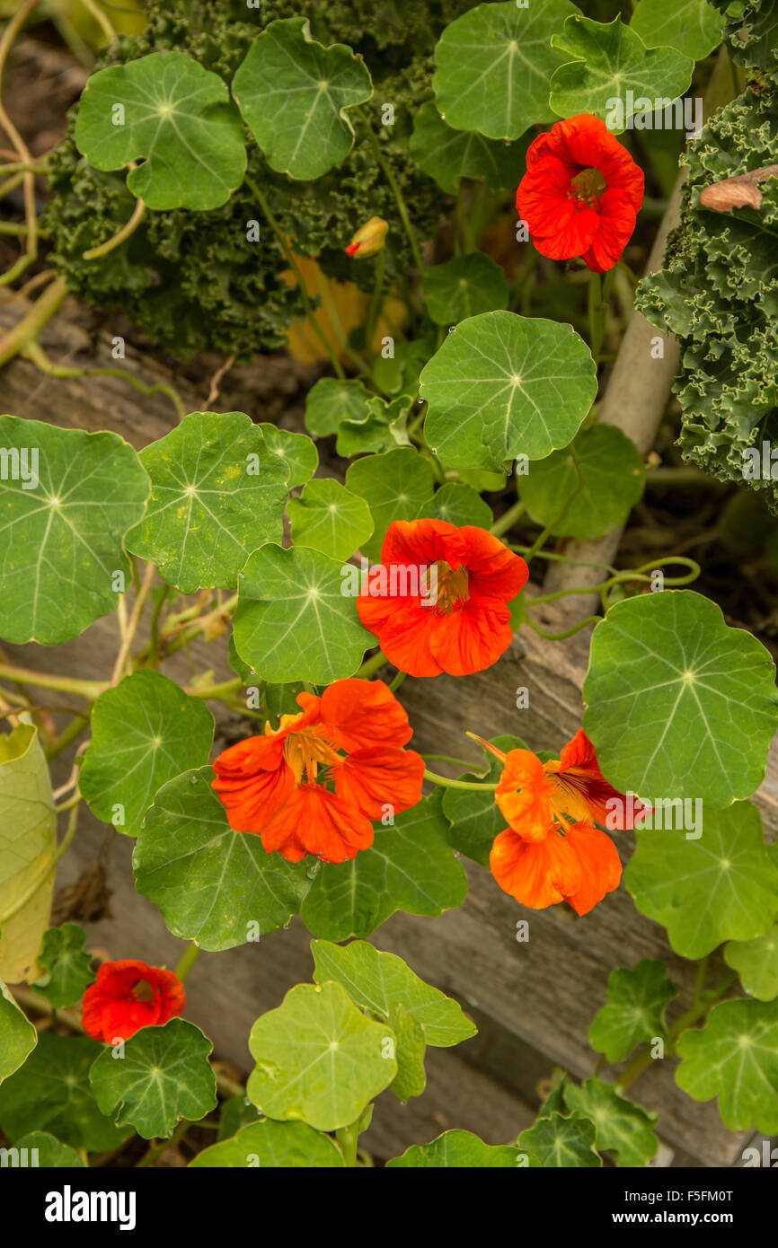 Nasturtiums growing as companion plants in a raised bed vegetable