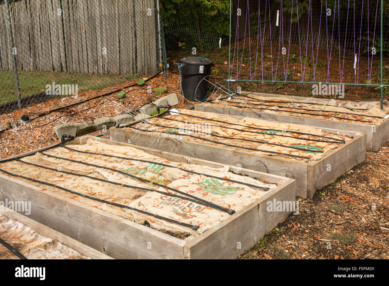 Raised garden beds prepared for the winter by putting burlap bags over soil to lessen the leaching of nutrients by winter rains Stock Photo