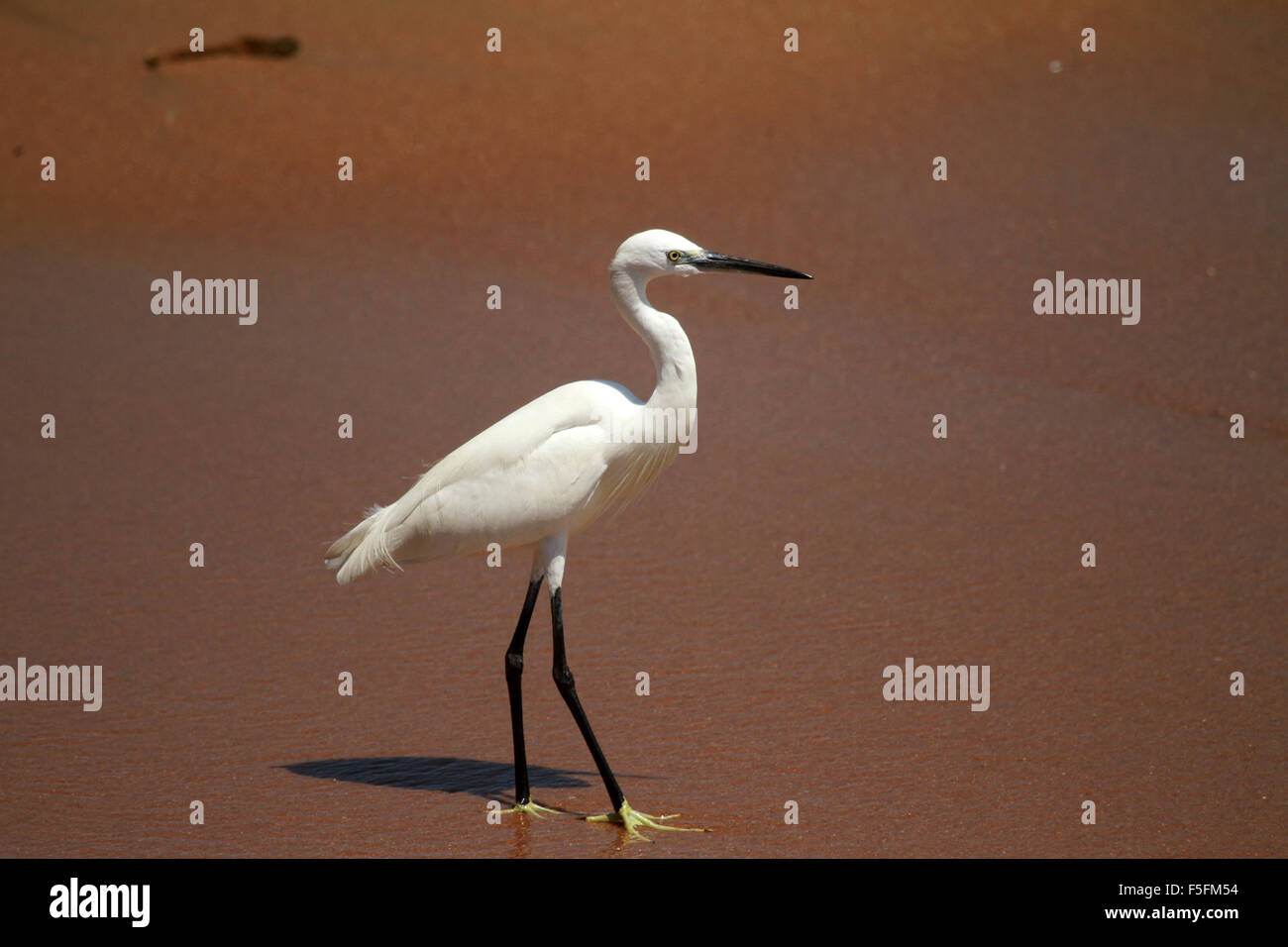 Hunter wetlands national park hi res stock photography and images