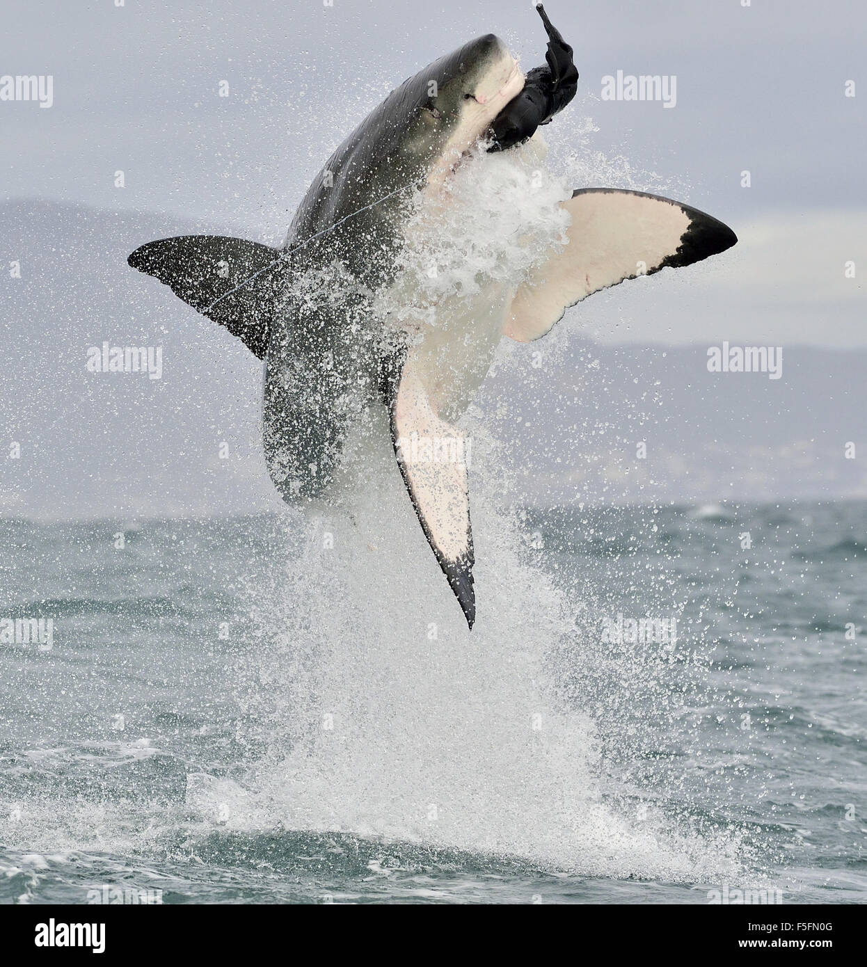 Great White Shark (Carcharodon carcharias) breaching in an attack. Stock Photo