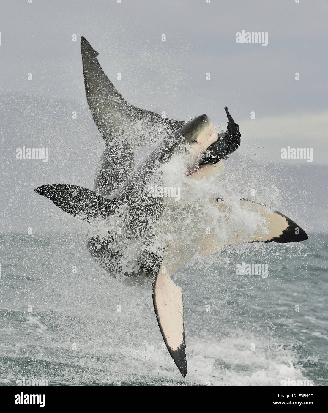 Great White Shark (Carcharodon carcharias) breaching in an attack. Hunting of a Great White Shark (Carcharodon carcharias). Sout Stock Photo