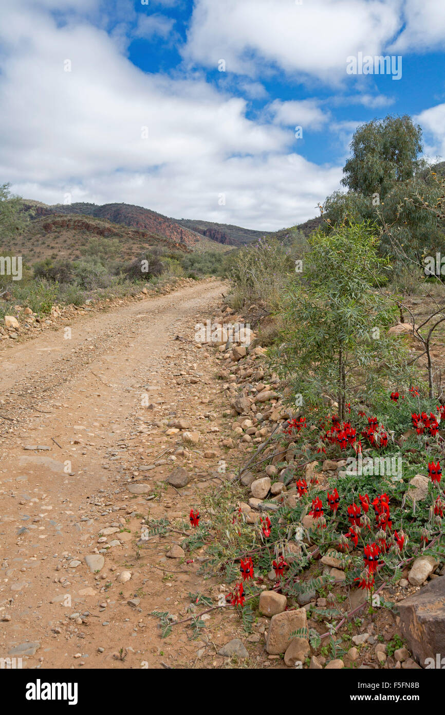 Narrow outback track with vivid red flowers of Sturt's desert pea, Swainsona formosa growing in stony landscape of Flinders Ranges in  South Australia Stock Photo