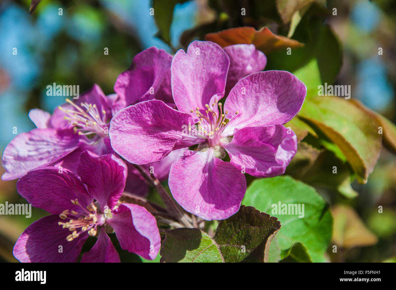 Apple flower Pink color in Spring Garden Stock Photo - Alamy