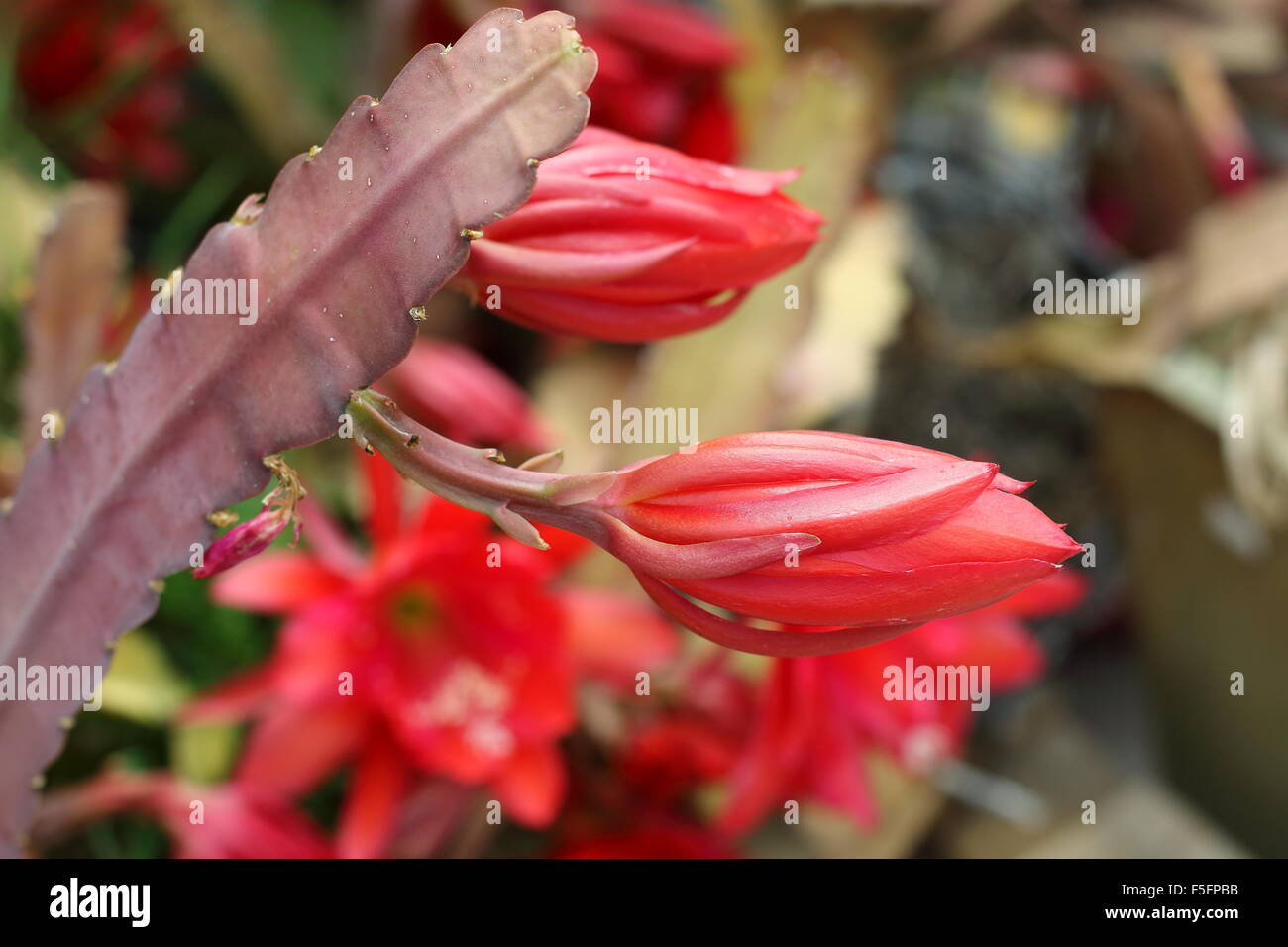 Orchid cactus buds hires stock photography and images Alamy