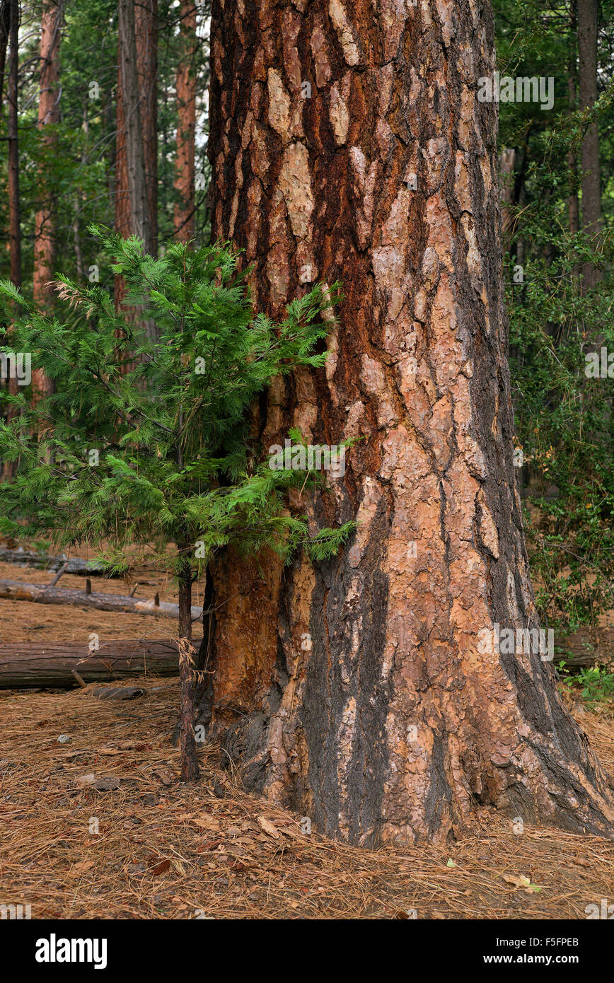 Tree with adjacent sapling baby tree in Yosemite National Park near Yosemite Falls. Stock Photo