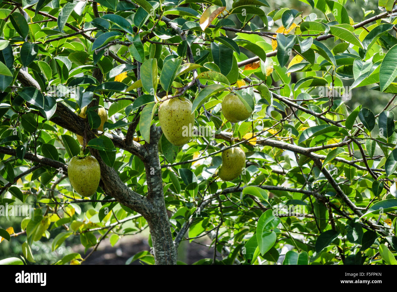 Pond Apple Tree High Resolution Stock Photography and Images Alamy