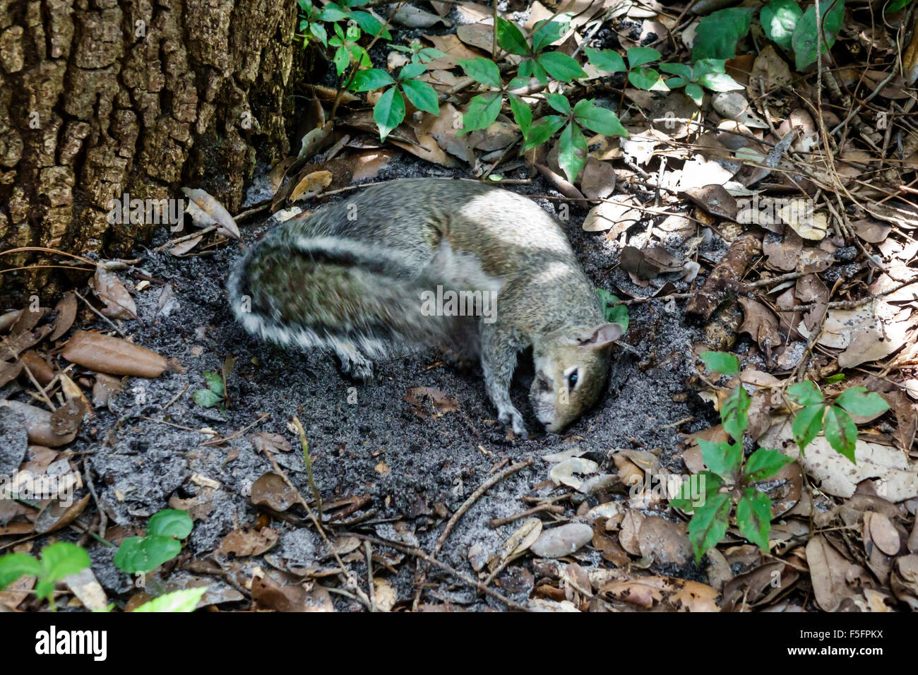 Delray Beach Florida,Green Cay Wetlands,nature preserve,freshwater marsh,squirrel,taking dirt dust bath,digging hole,visitors travel traveling tour to Stock Photo