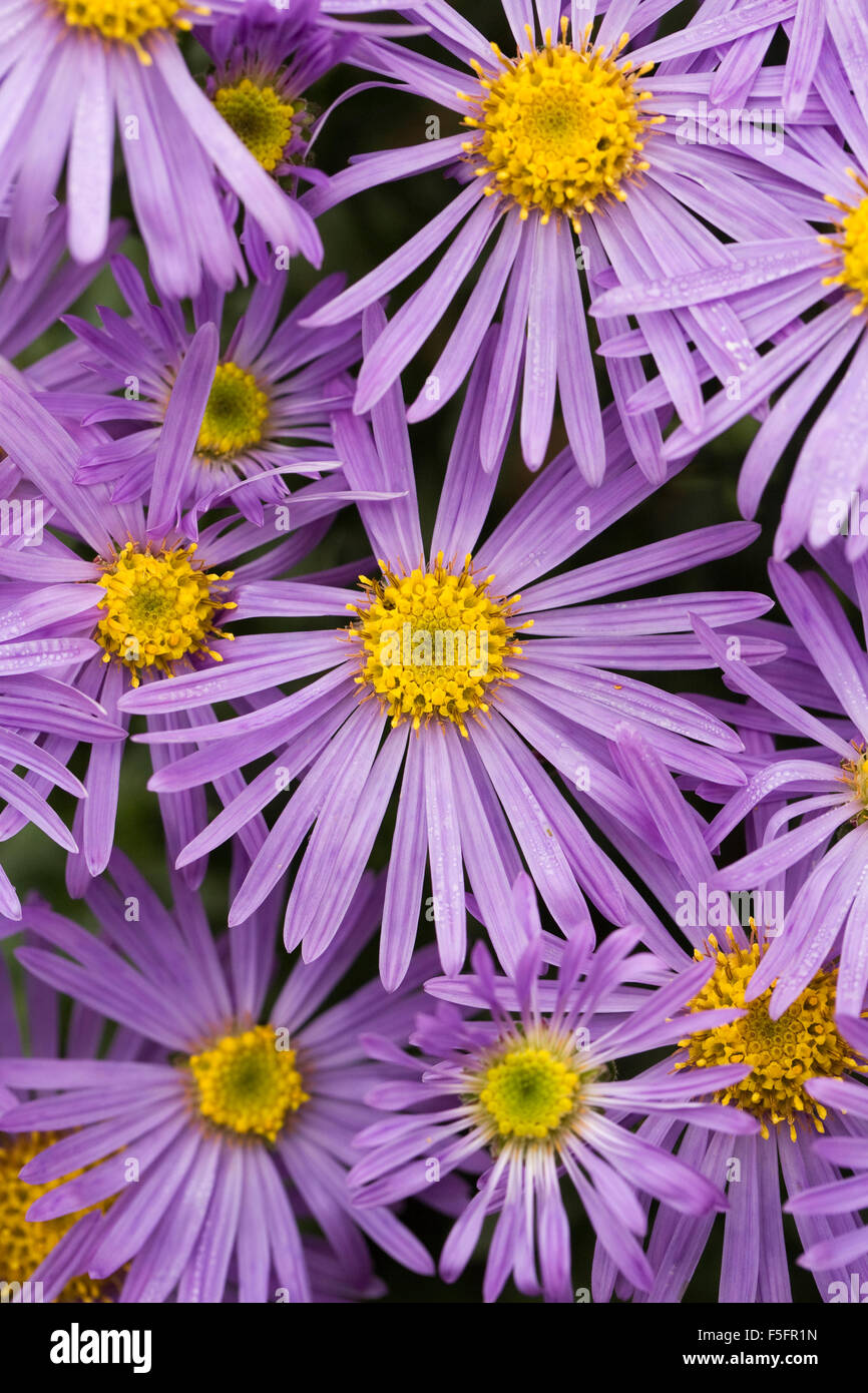 Aster amellus 'King George' in an herbaceous border. Stock Photo