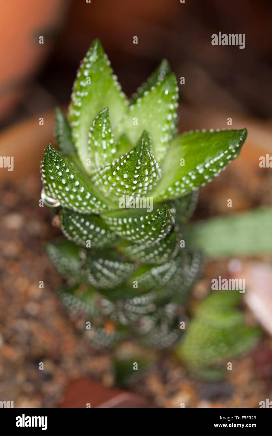 Attractive succulent plant, Haworthia coarctata, with green leaves with white spots / tubercles against  brown background Stock Photo