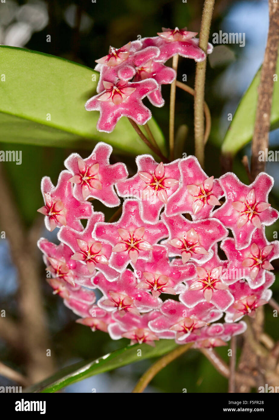 Large cluster of spectacular deep pink / red perfumed flowers edged with white of Hoya 'Royal Hawaiian', climbing plant Stock Photo