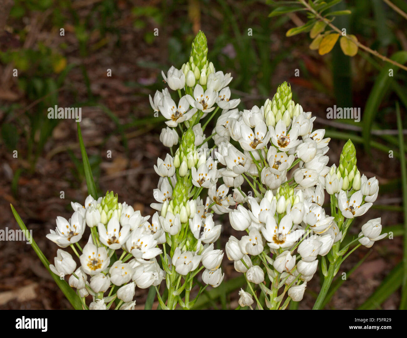 Large cluster of white flowers of Ornithogalum dubium, Star of Bethlehem, bulbous plant on dark background Stock Photo