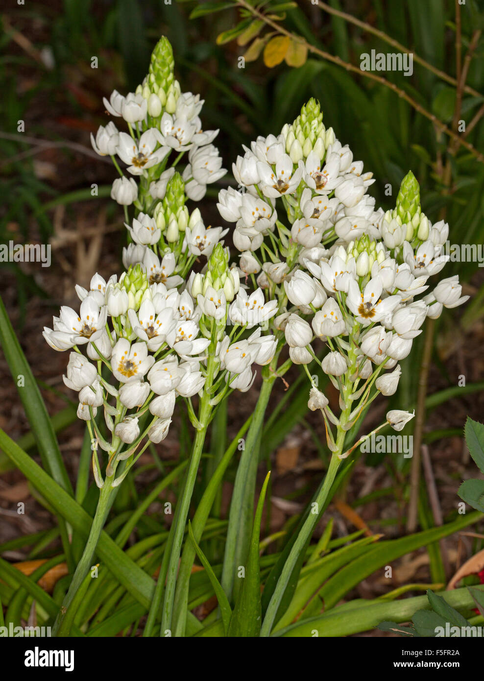 Cluster of white flowers and emerald green leaves of Ornithogalum dubium, Star of Bethlehem, bulbous plant on dark background Stock Photo