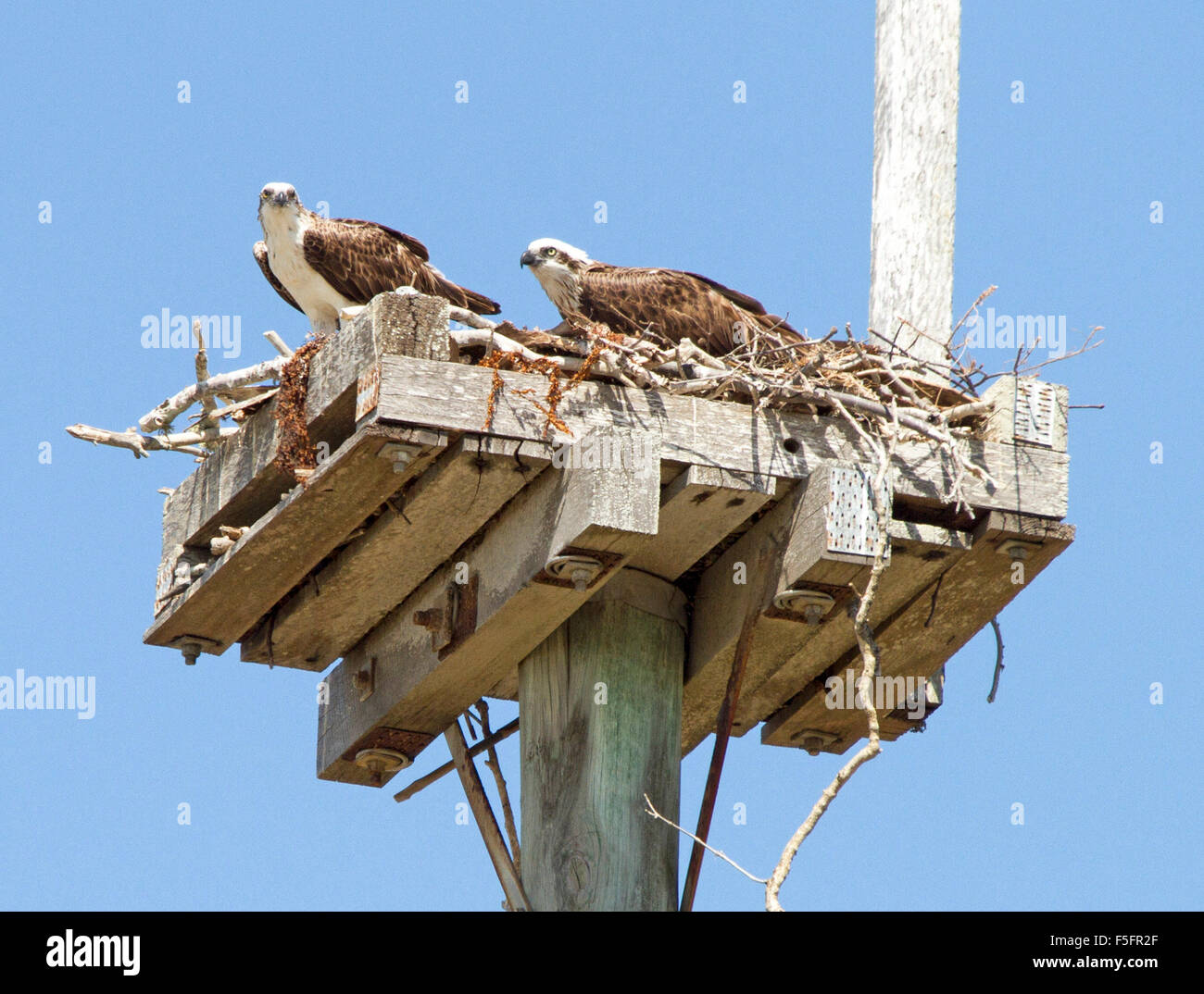 Pair of brahminy kites, red-backed sea eagles, on nest of timber & sticks on top of power pole against blue sky in Australia Stock Photo