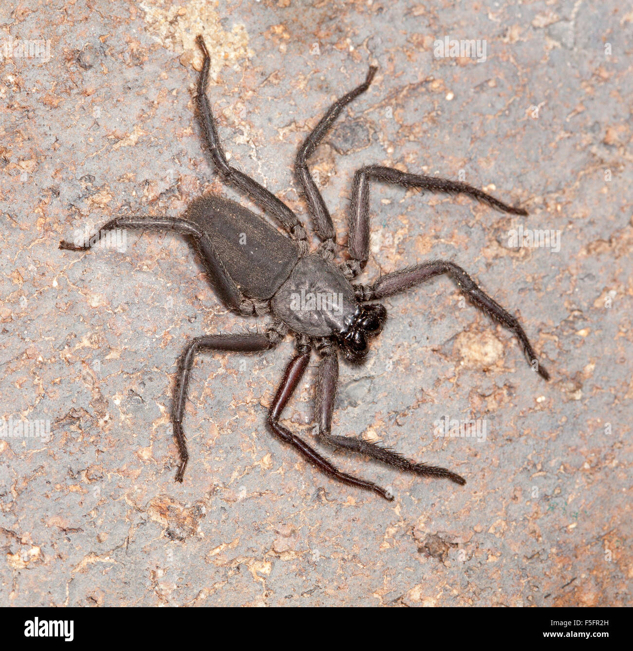 Flat black / dark grey spider, Hemidoea species, a Drassid on light grey garden brickwork in Australia Stock Photo