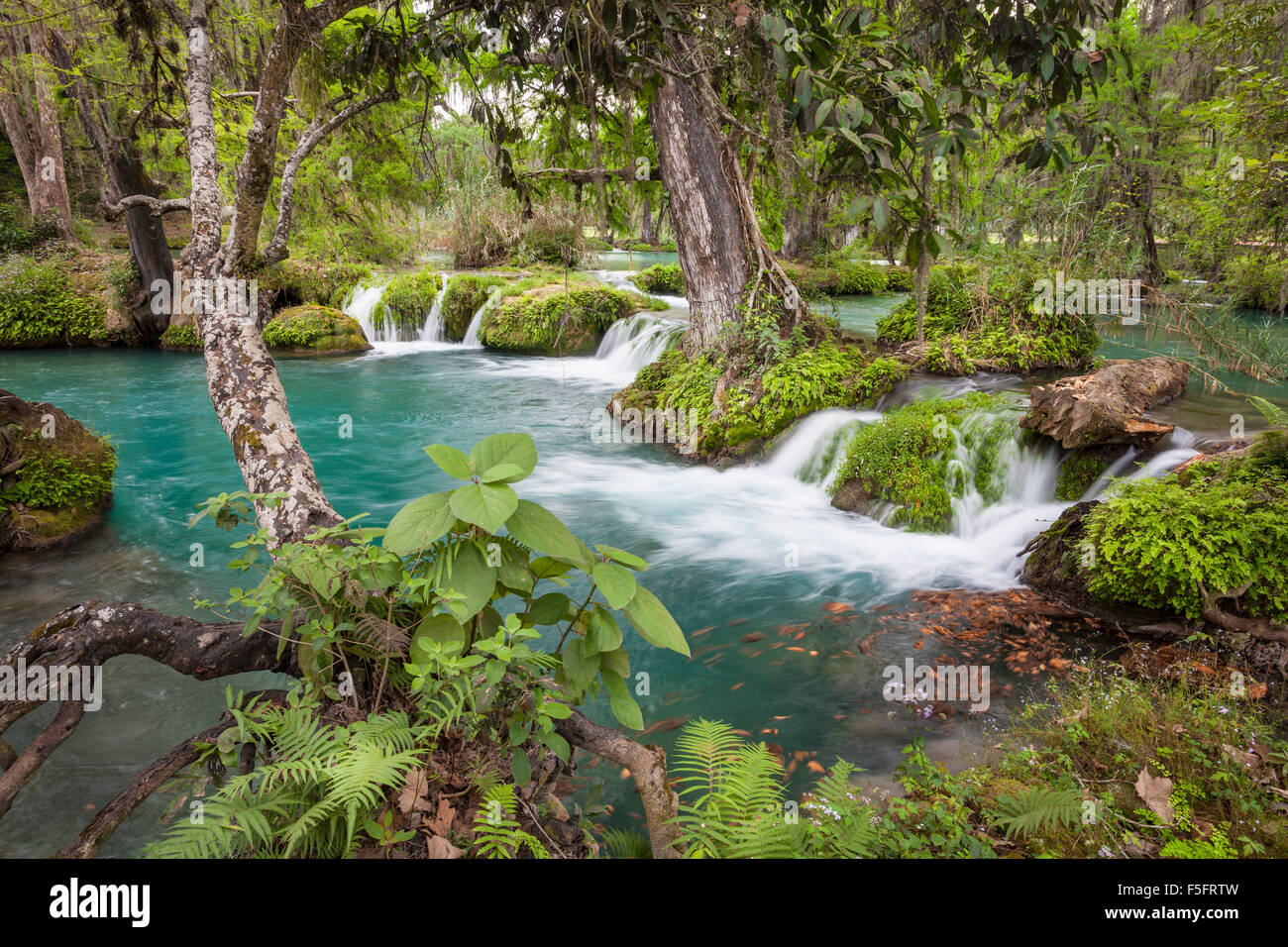 Verdant forest and falls called the Trampoline near Tamasopo, San Luis  Potosi, Mexico Stock Photo - Alamy