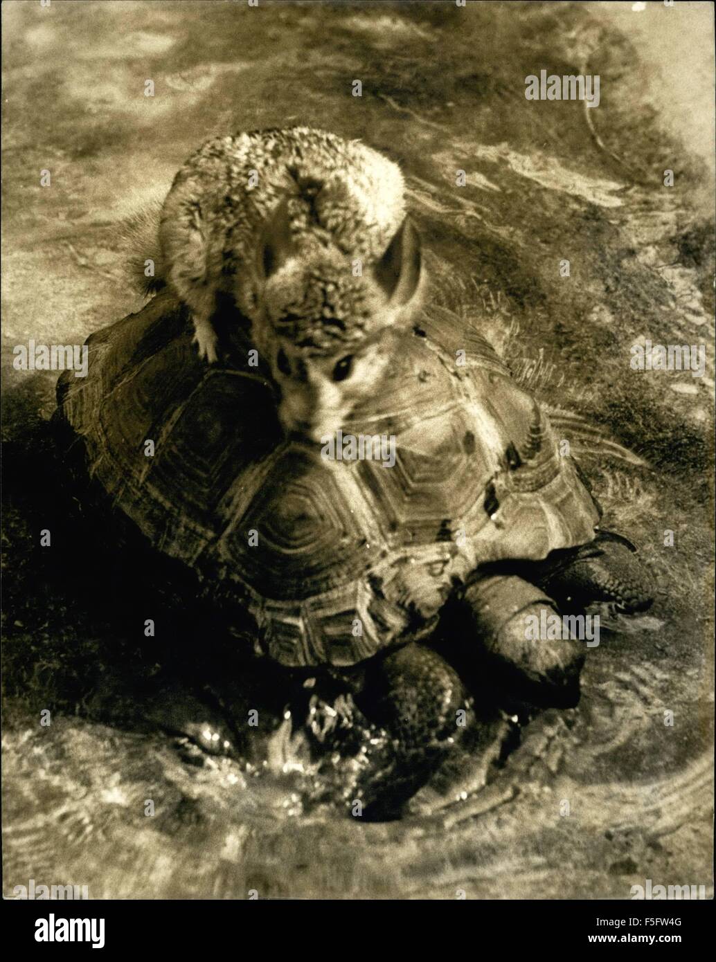 1972 - Charm Aids the Lady. Liz is a charming young chinchilla from