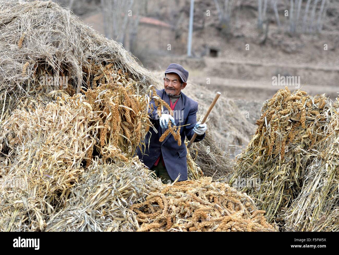 Hohhot, China's Inner Mongolia Autonomous Region. 3rd Nov, 2015. A farmer picks ears of sorghum in Horinger County, north China's Inner Mongolia Autonomous Region, Nov. 3, 2015. Farmers in side crops planting zones of Inner Mongolia were busy harvesting late-maturing crops before the upcoming snow season. © Ren Junchuan/Xinhua/Alamy Live News Stock Photo