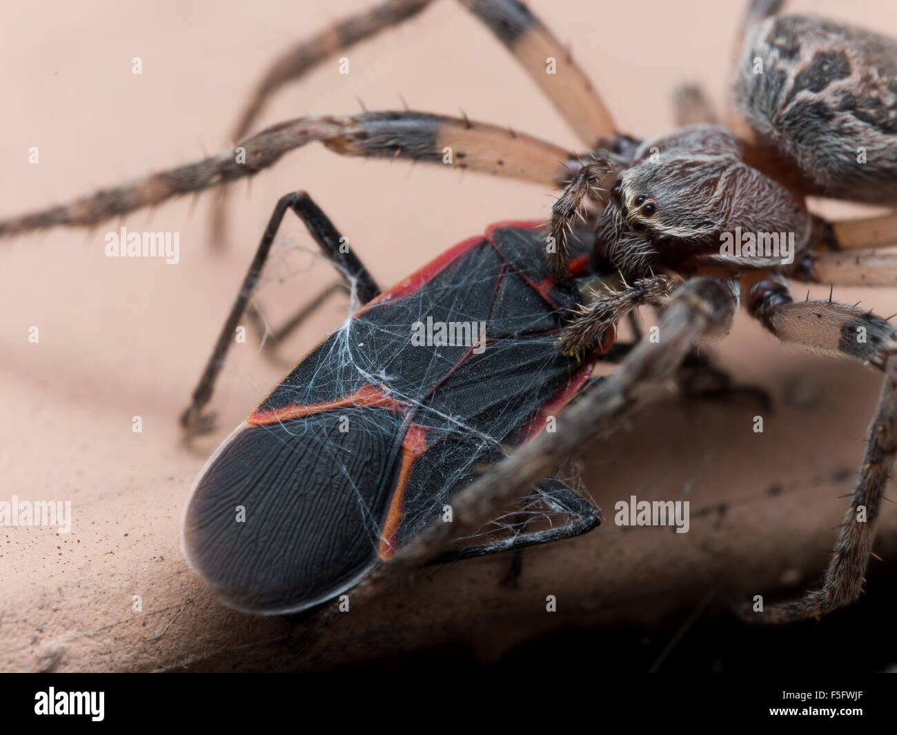 Box Elder Bug Closeup High Resolution Stock Photography And Images Alamy