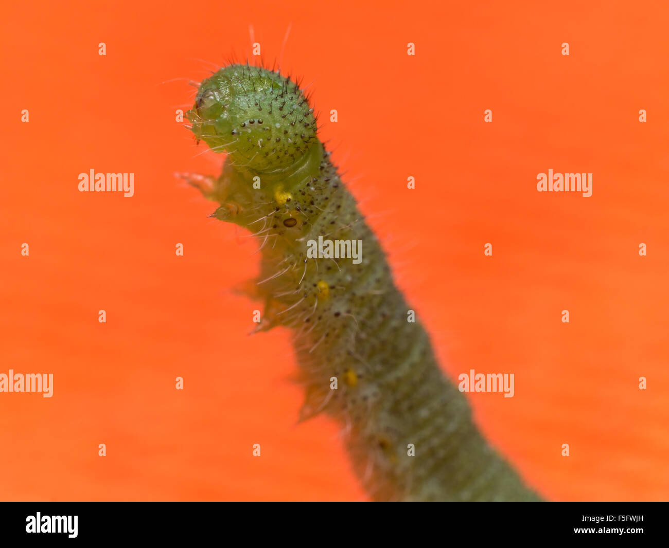 Bright green caterpillar hi-res stock photography and images - Alamy