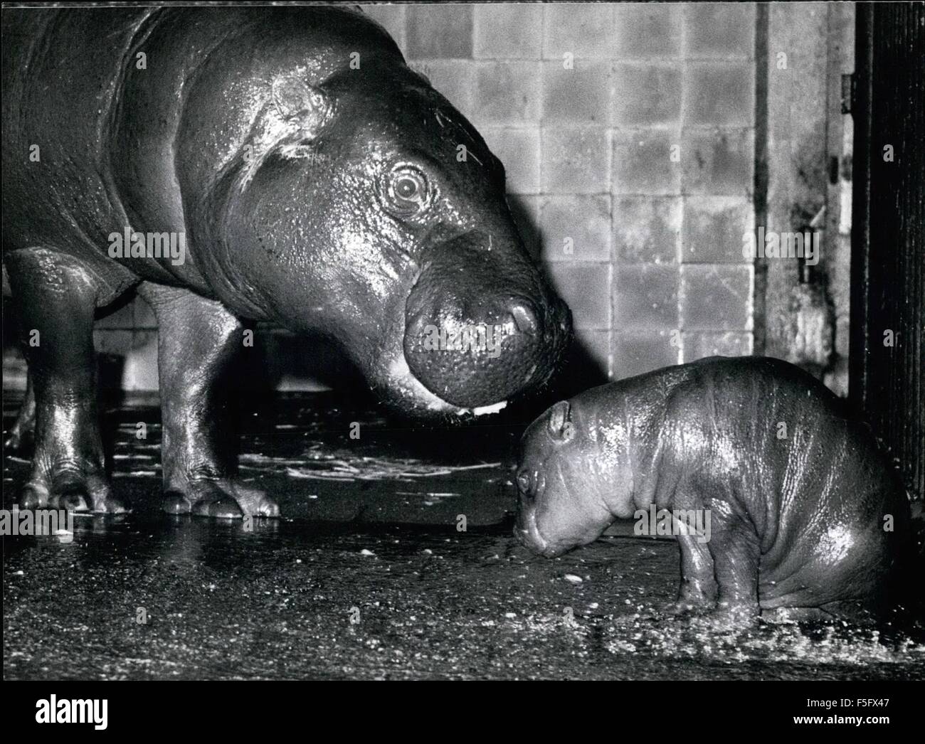 Dwarf hippopotamus hi-res stock photography and images - Alamy
