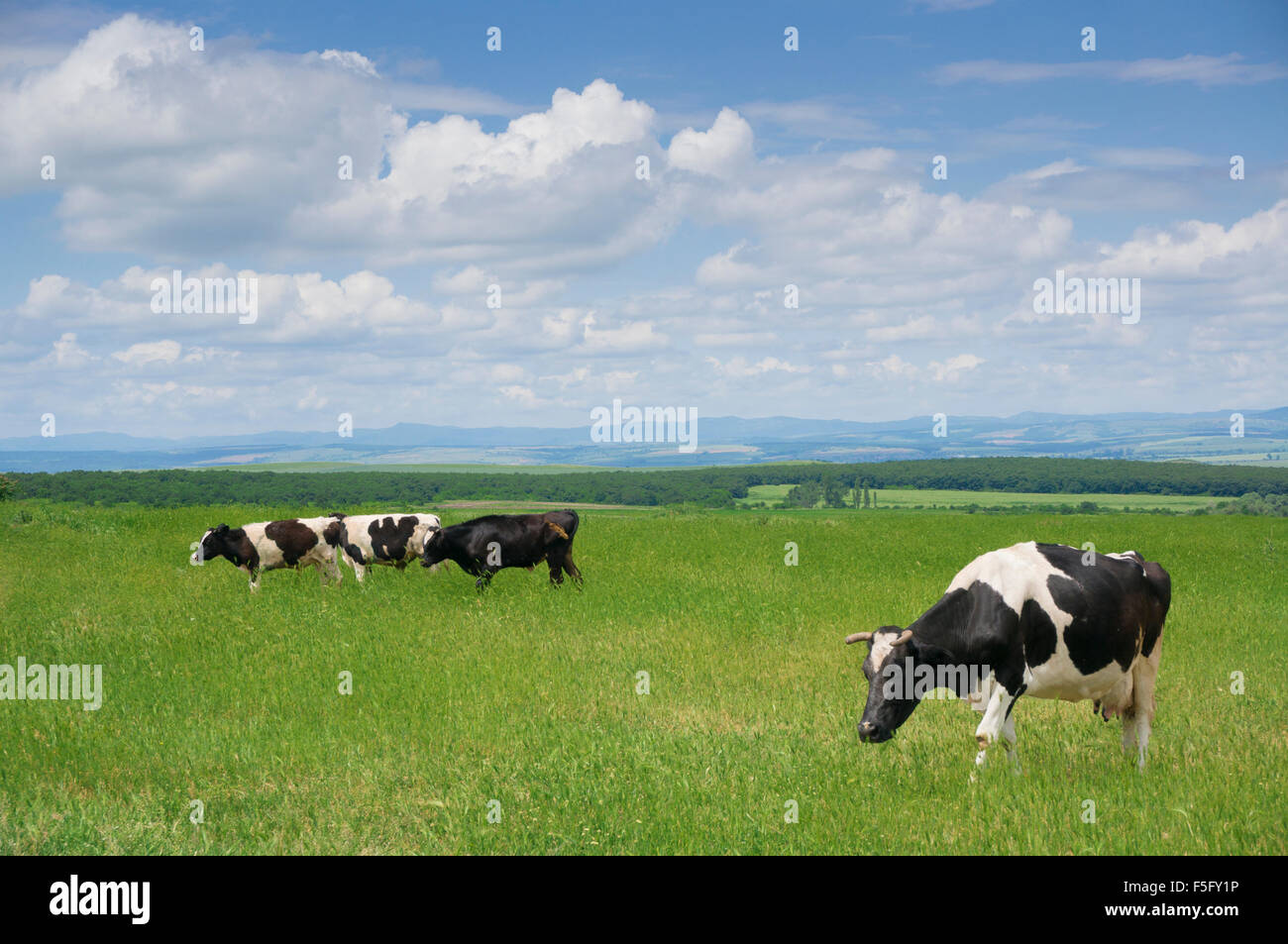 Cows grazing the fresh green grass in springtime Stock Photo - Alamy