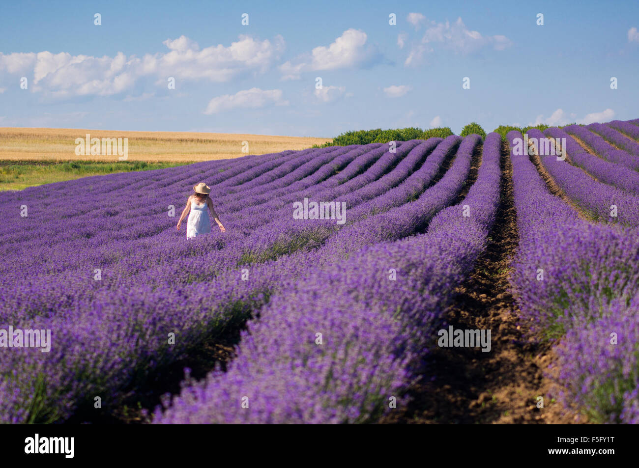 Young woman with white dress enjoying the beauty and fragrance of a filed of lavender in bloom. Stock Photo