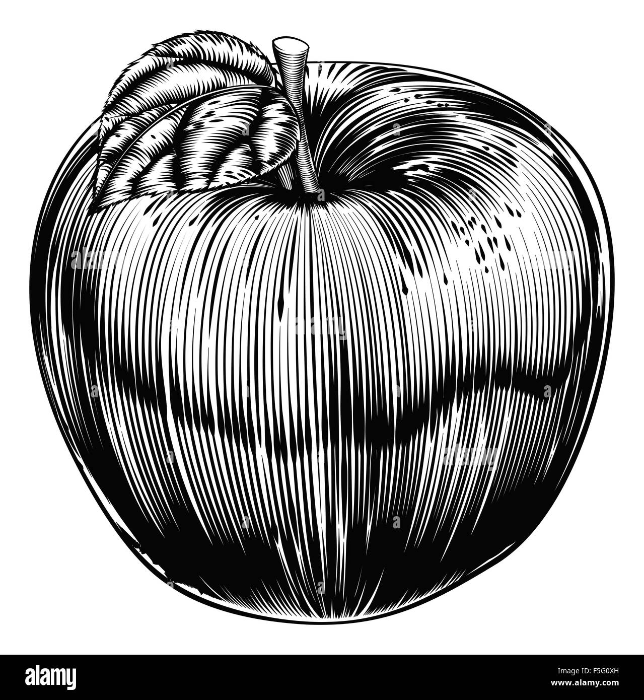 An original illustration of a apple fruit in a vintage woodcut or woodblock style Stock Photo