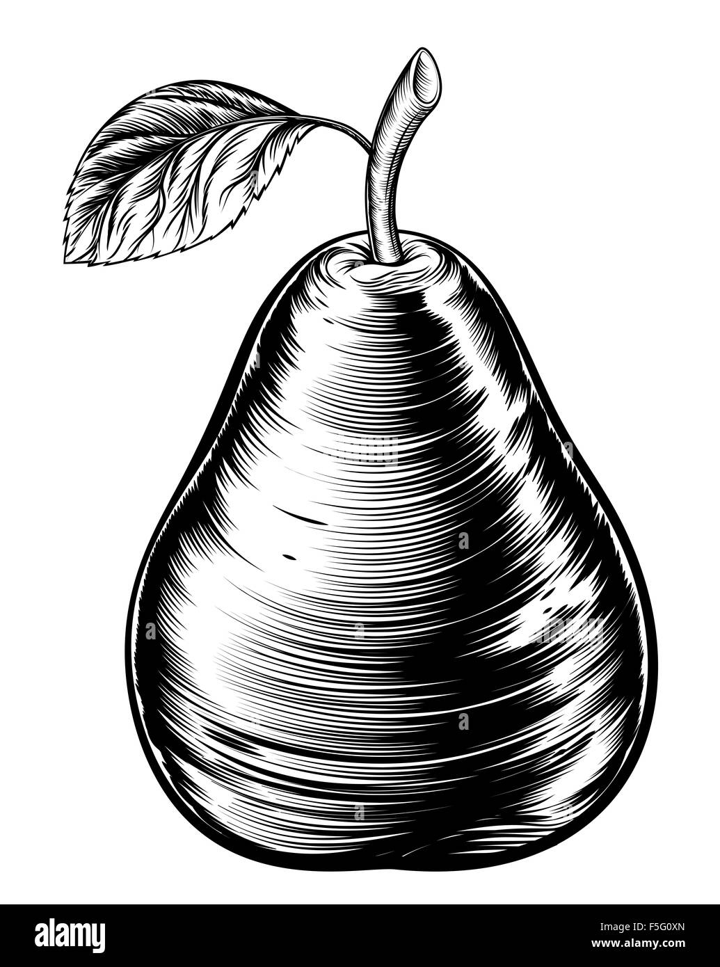An original illustration of a pear fruit in a vintage woodcut or woodblock style Stock Photo