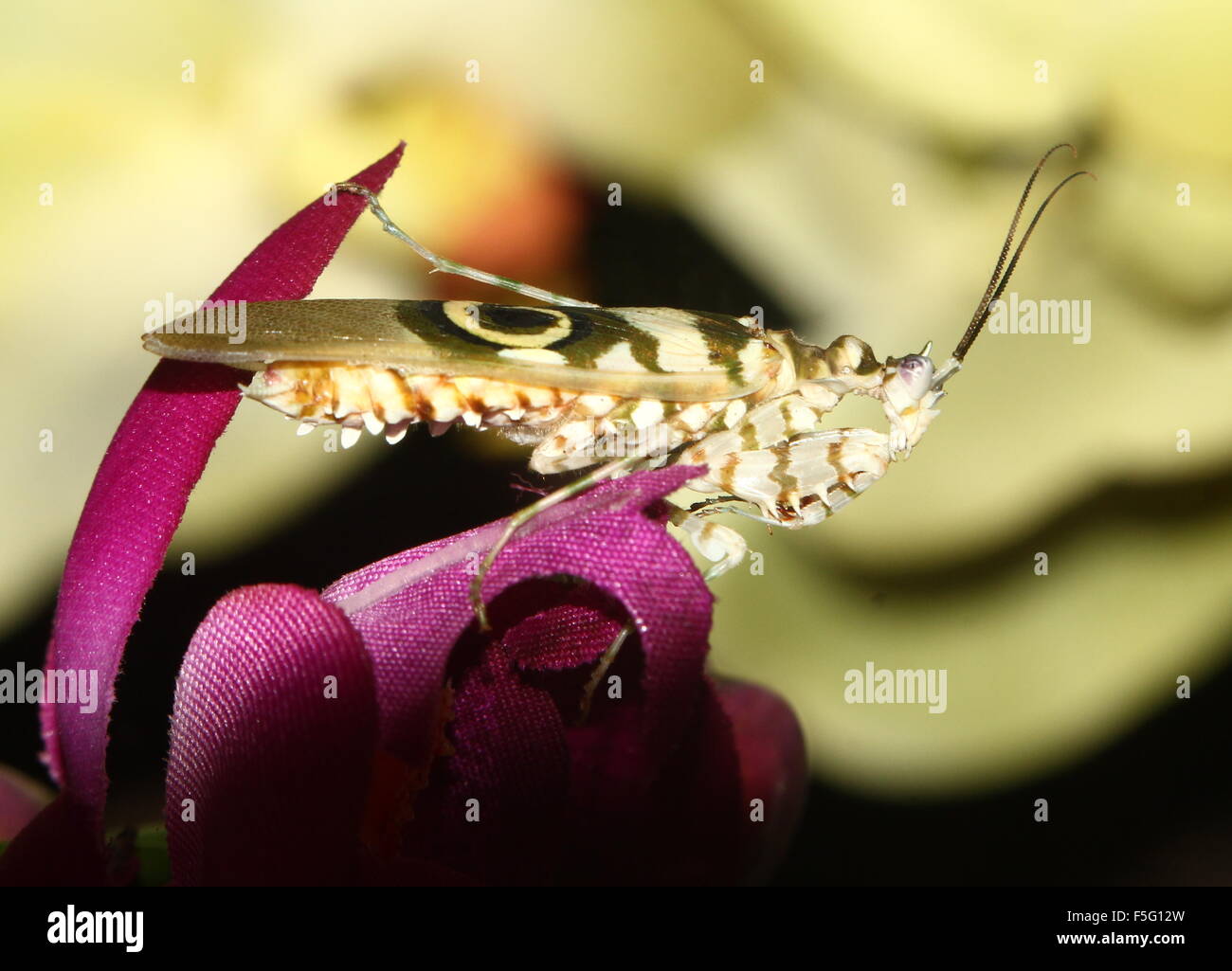 East African Spiny flower mantis (Pseudocreobotra wahlbergi) posing on an artificial (fabric) flower Stock Photo
