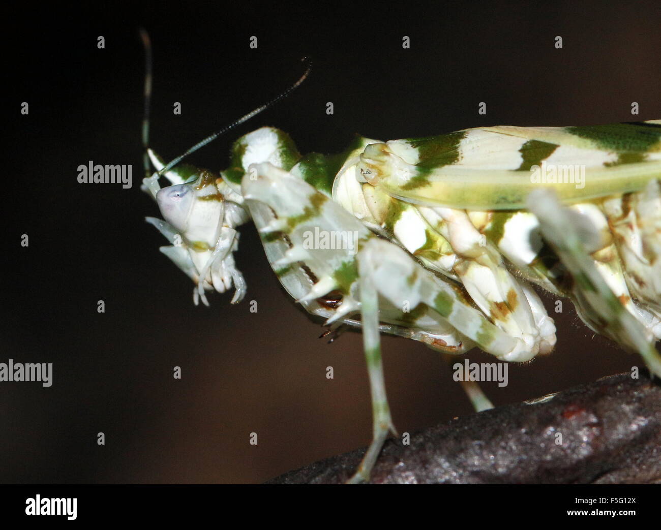 Extreme close-up of the head of a East African Spiny flower mantis (Pseudocreobotra wahlbergi) Stock Photo