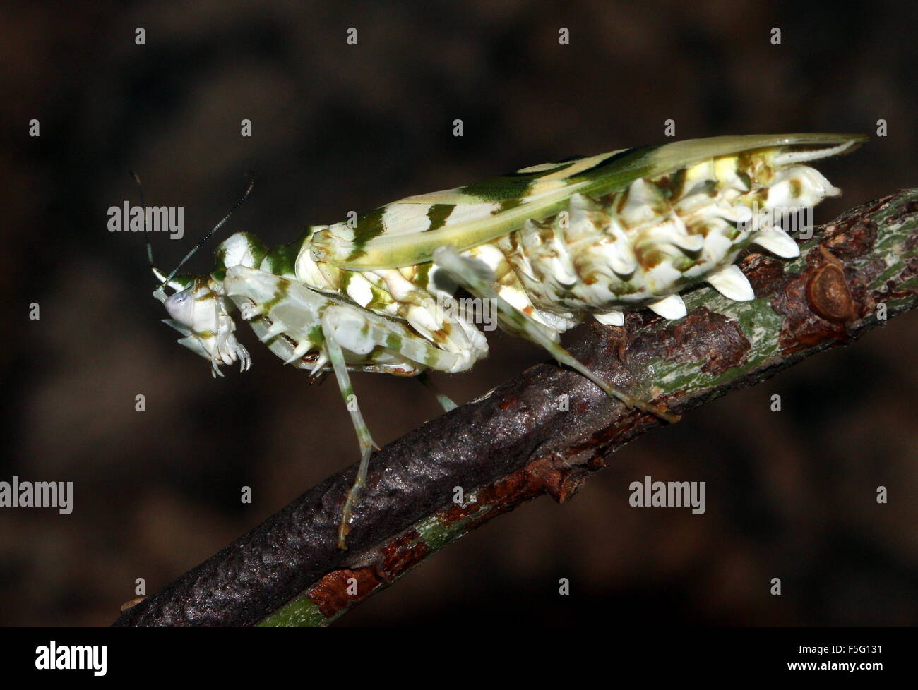 East African Spiny flower mantis (Pseudocreobotra wahlbergi) seen in profile Stock Photo